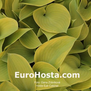 Hosta Apple Candy