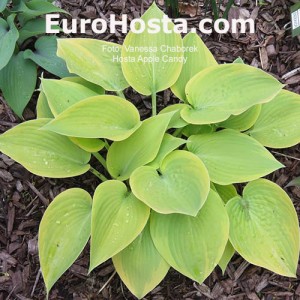 Hosta Apple Candy