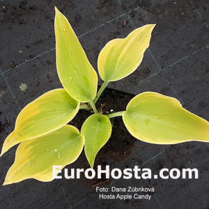 Hosta Apple Candy