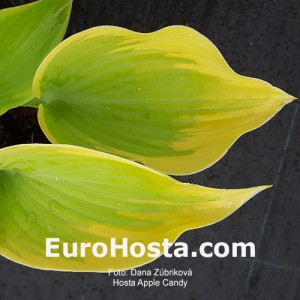 Hosta Apple Candy