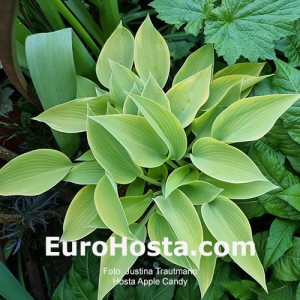 Hosta Apple Candy