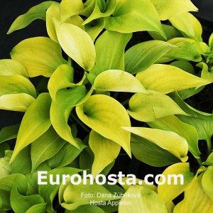 Hosta Appletini - Eurohosta