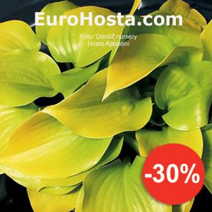 Hosta Appletini - Eurohosta