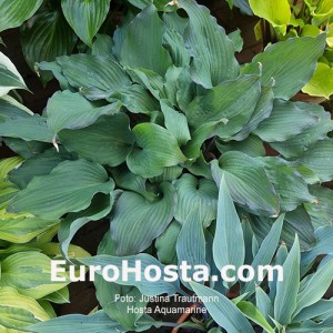 Hosta Aquamarine