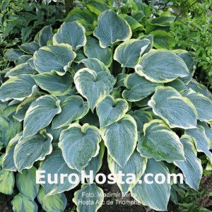 Hosta Arc de Triomphe - Eurohosta