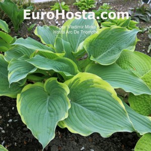 Hosta Arc de Triomphe - Eurohosta