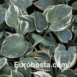 Hosta Aristocrat - Eurohosta