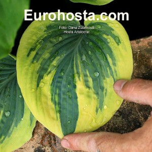 Hosta Aristocrat - Eurohosta