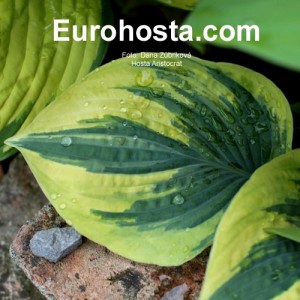 Hosta Aristocrat - Eurohosta