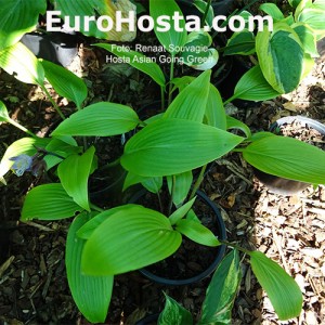 Hosta Asian Going Green