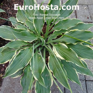 Hosta Asian Small Town Hero