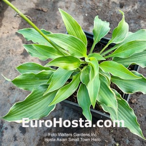 Hosta Asian Small Town Hero