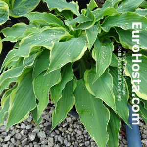 Hosta Asian Small Town Hero