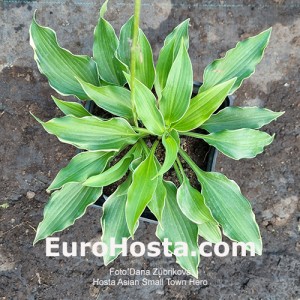 Hosta Asian Small Town Hero