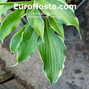 Hosta Asian Small Town Hero