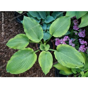 Hosta Asian Sweet Surrender