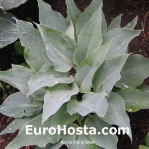 Hosta Astral Bliss