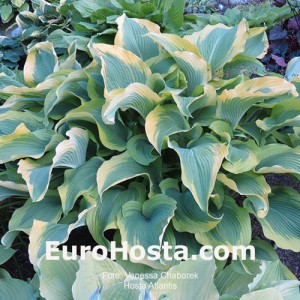 Hosta Atlantis - Eurohosta