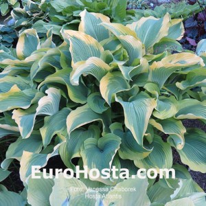 Hosta Atlantis - Eurohosta