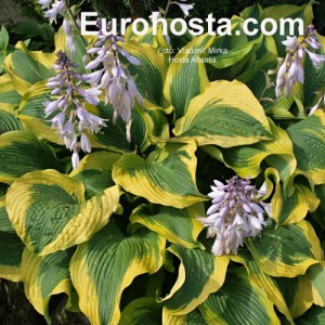 Hosta Atlantis - Eurohosta