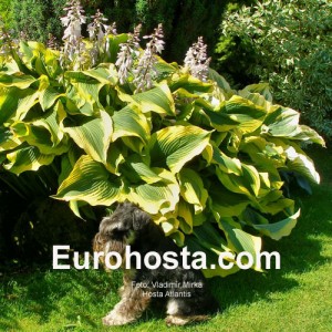 Hosta Atlantis - Eurohosta