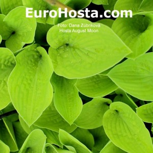 Hosta August Moon - Eurohosta