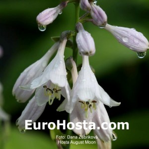 Hosta August Moon - Eurohosta