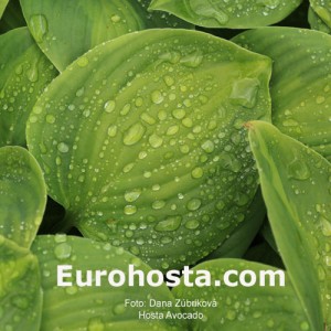 Hosta Avocado - Eurohosta