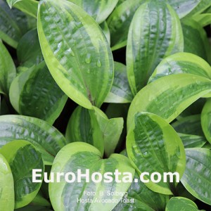 Hosta Avocado Toast