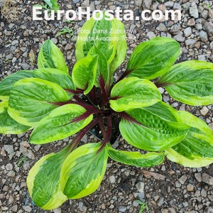 Hosta Avocado Toast