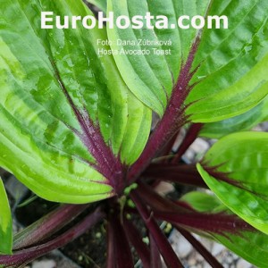 Hosta Avocado Toast