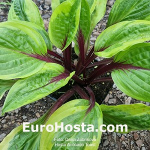 Hosta Avocado Toast