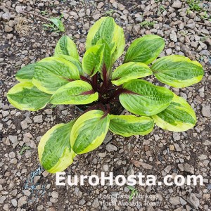 Hosta Avocado Toast