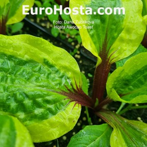 Hosta Avocado Toast