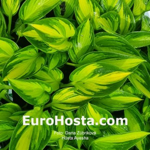 Hosta Ayesha