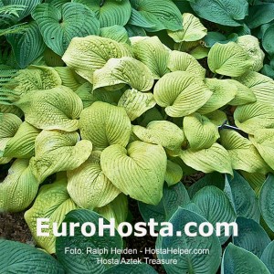 Hosta Aztec Treasure