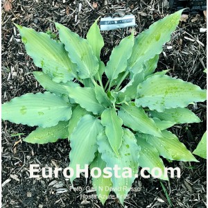 Hosta Azure Frills - Eurohosta