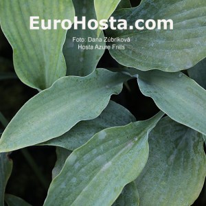 Hosta Azure Frills - Eurohosta 1