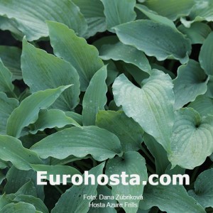 Hosta Azure Frills - Eurohosta 1