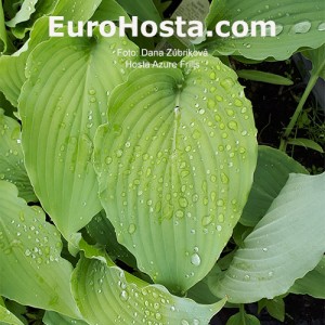 Hosta Azure Frills - Eurohosta 1