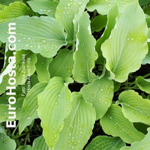 Hosta Azure Frills - Eurohosta 1