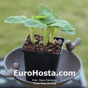 Hosta Baby Bunting