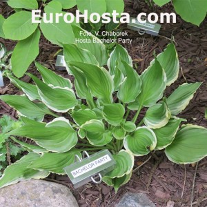 Hosta Bachelor Party