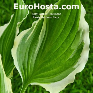 Hosta Bachelor Party