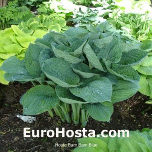 Hosta Bam Bam Blue