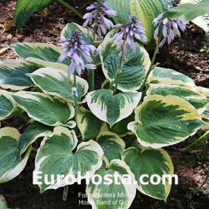 Hosta Band of Gold