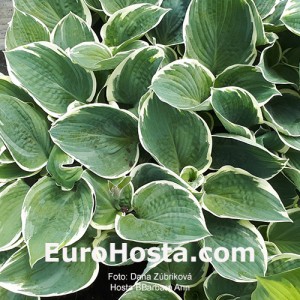 Hosta Barbara Ann