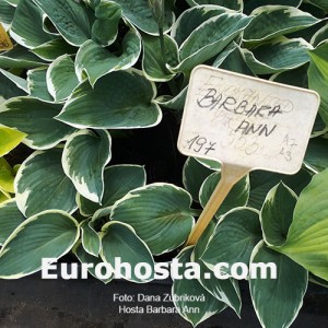 Hosta Barbara Ann