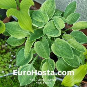 Hosta Bashful