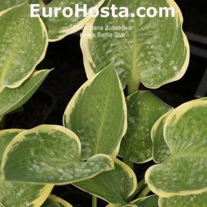 Hosta Battle Star